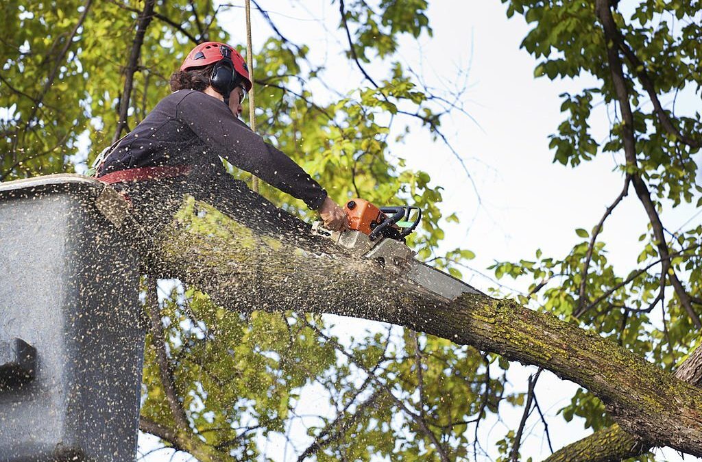 What does Tree Service Include?