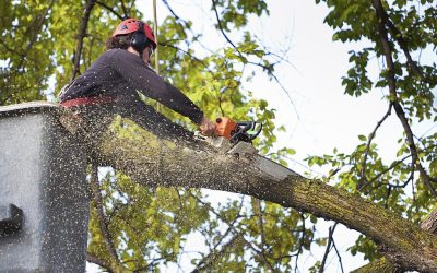 What does Tree Service Include?