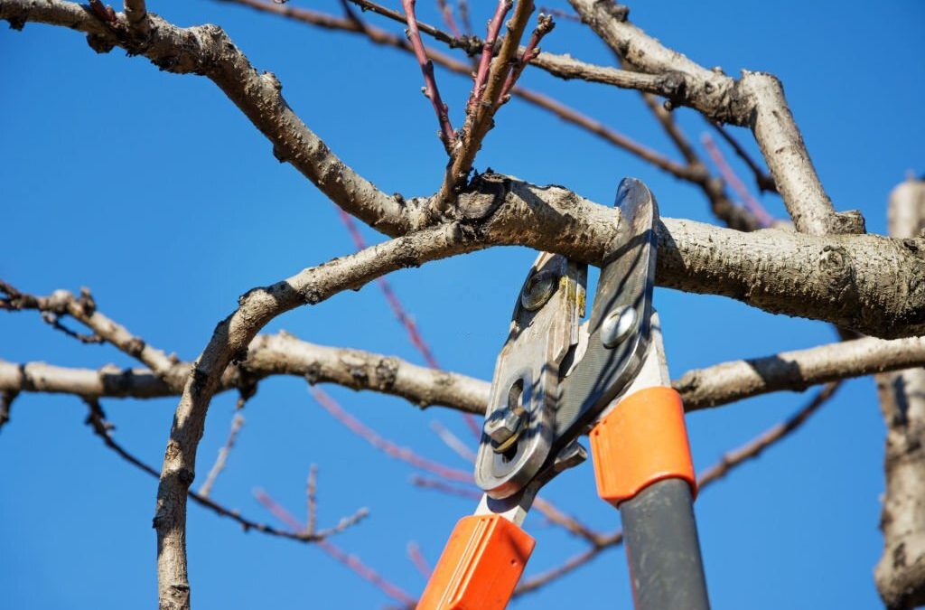 How do I Find a Reputable Tree Service?