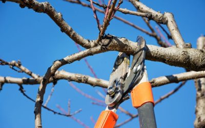 How do I Find a Reputable Tree Service?