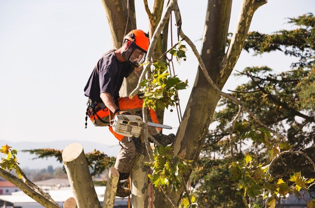 What Should I Look for in a Tree Service?