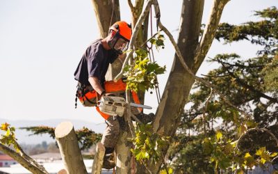 What Should I Look for in a Tree Service?