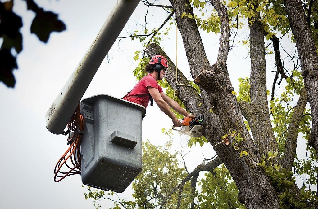 How often Should I Have Tree Service?