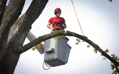 What kind of Tree Service do I Need?