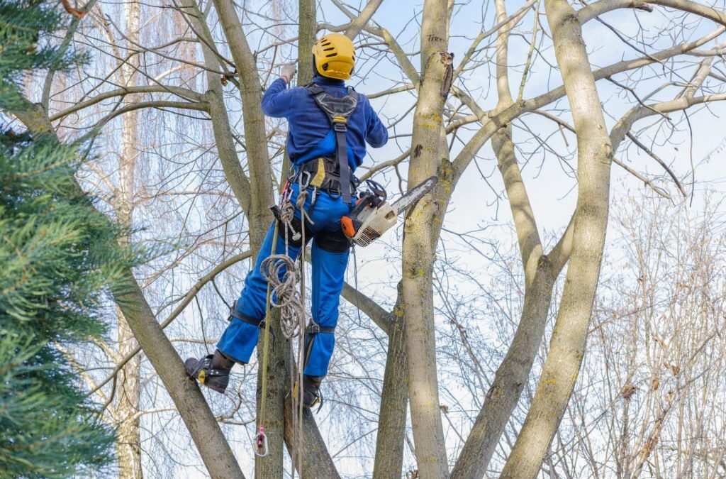 How do I Know if I Need Tree Service?