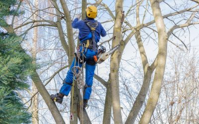 How do I Know if I Need Tree Service?