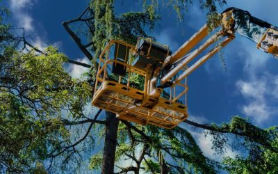 What is Tree Service?