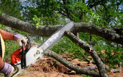What are the Benefits of Tree Service?